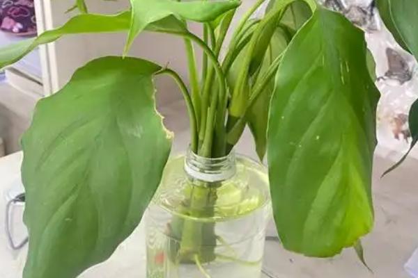 让万年青爆盆的方法，生长期间定期追施腐熟的液肥