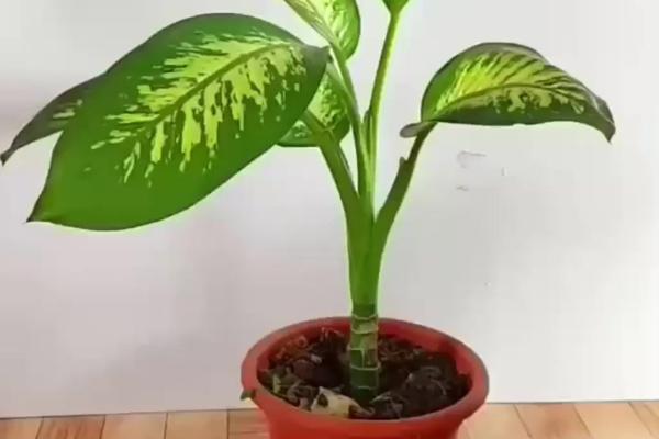 让万年青爆盆的方法，生长期间定期追施腐熟的液肥