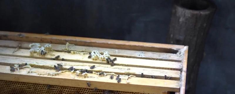 蜜蜂冬季如何越冬,在蜂箱外侧放置隔板和保温物能起到防寒效果