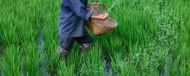 水稻的施肥技巧，心叶卷曲呈淡黄色时要追肥
