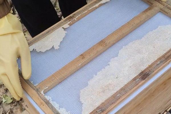 蜜蜂冬季如何越冬,在蜂箱外侧放置隔板和保温物能起到防寒效果