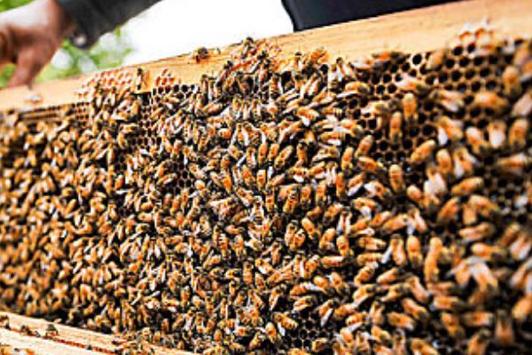 蜜蜂冬季如何越冬,在蜂箱外侧放置隔板和保温物能起到防寒效果