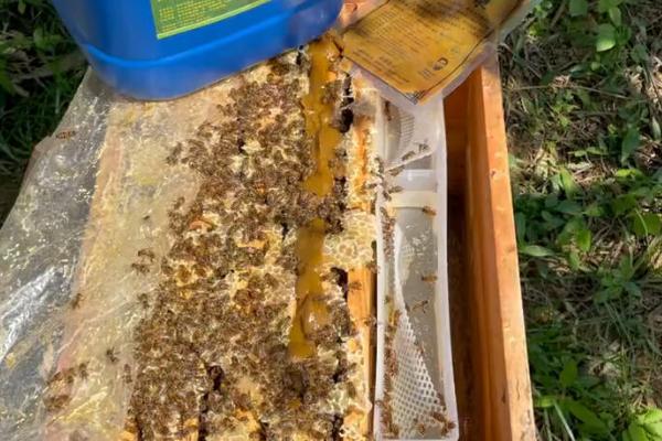 蜜蜂冬季如何越冬,在蜂箱外侧放置隔板和保温物能起到防寒效果