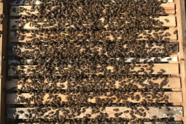 蜜蜂冬季如何越冬,在蜂箱外侧放置隔板和保温物能起到防寒效果