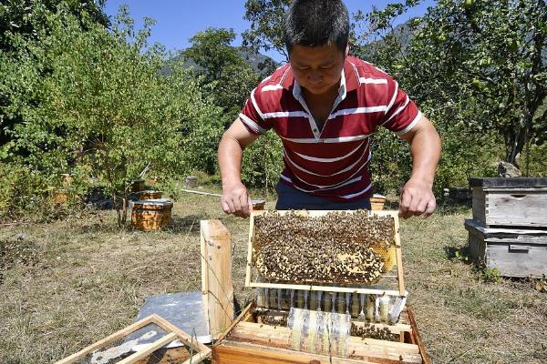 蜜蜂冬季如何越冬,在蜂箱外侧放置隔板和保温物能起到防寒效果