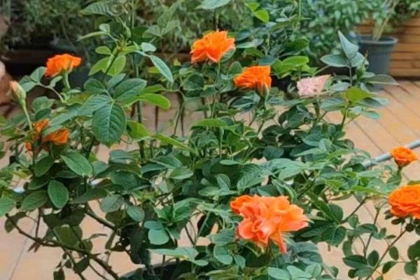 月季发黄发干的原因,缺水缺光、施肥不当等因素均会引起