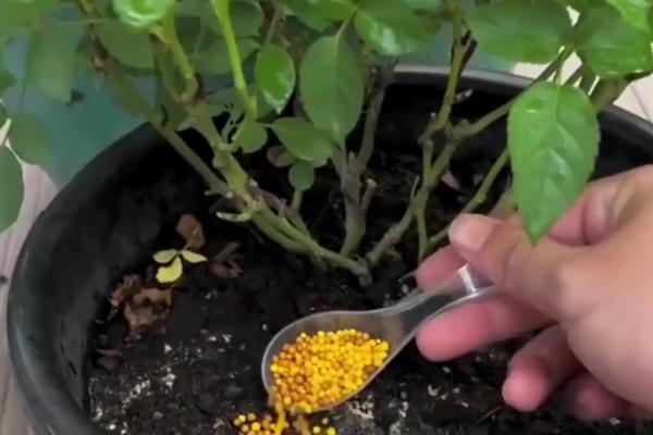 月季发黄发干的原因,缺水缺光、施肥不当等因素均会引起