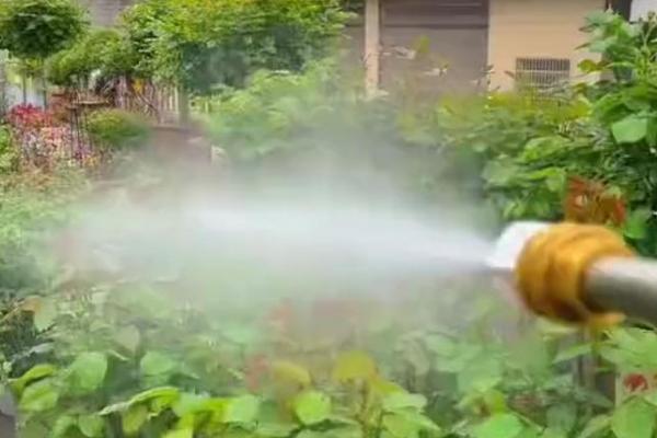 月季发黄发干的原因,缺水缺光、施肥不当等因素均会引起