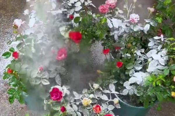 月季发黄发干的原因,缺水缺光、施肥不当等因素均会引起