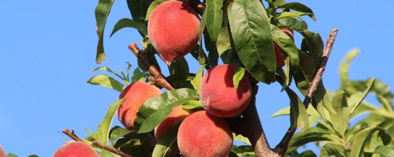 桃子快熟时腐烂怎么办，发生炭疽病可喷施甲基托布津