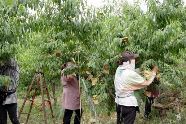 桃子快熟时腐烂怎么办，发生炭疽病可喷施甲基托布津
