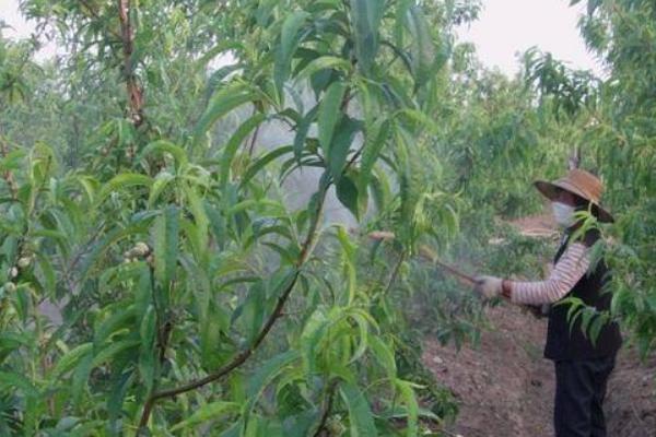 桃子快熟时腐烂怎么办，发生炭疽病可喷施甲基托布津