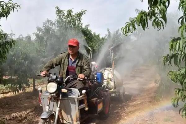 桃子快熟时腐烂怎么办，发生炭疽病可喷施甲基托布津