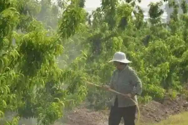 桃子快熟时腐烂怎么办，发生炭疽病可喷施甲基托布津