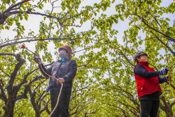 桃子快熟时腐烂怎么办，发生炭疽病可喷施甲基托布津