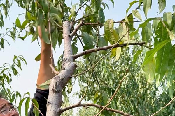 桃子快熟时腐烂怎么办，发生炭疽病可喷施甲基托布津