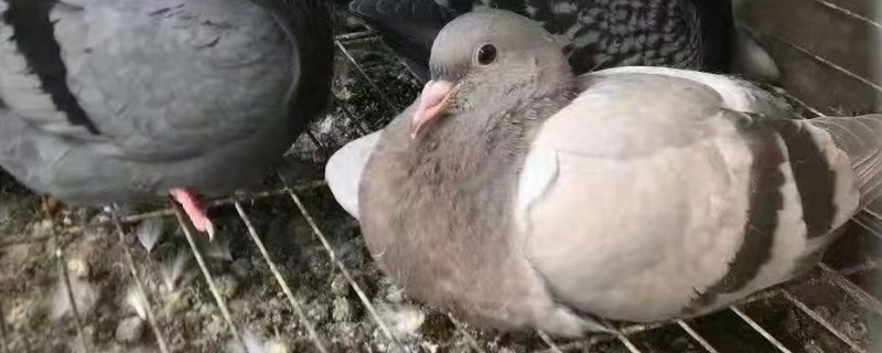 肉鸽的养殖技术，夏季每天更换3次饮用水