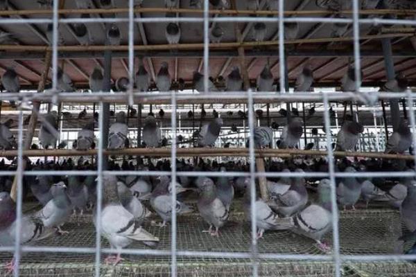 肉鸽的养殖技术，夏季每天更换3次饮用水