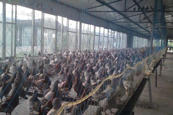 肉鸽的养殖技术，夏季每天更换3次饮用水