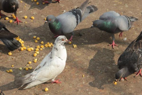 肉鸽的养殖技术，夏季每天更换3次饮用水