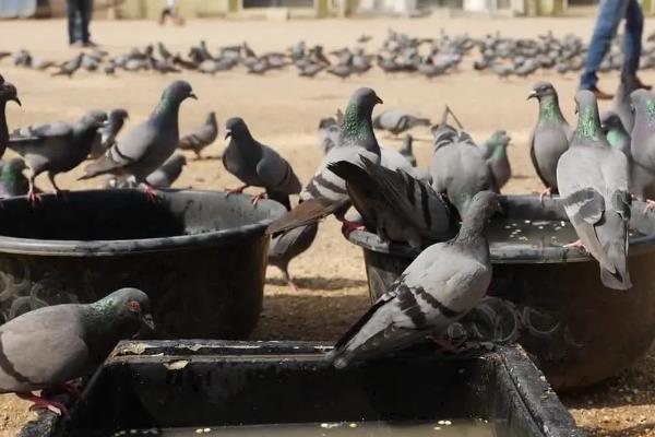 肉鸽的养殖技术，夏季每天更换3次饮用水