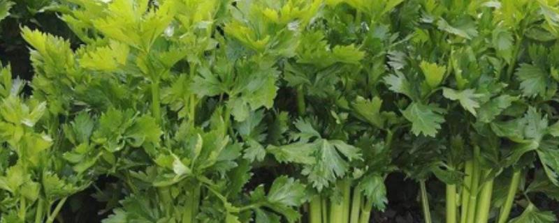 芹菜根部发红如何解决，出现肥害时要浇水稀释肥料