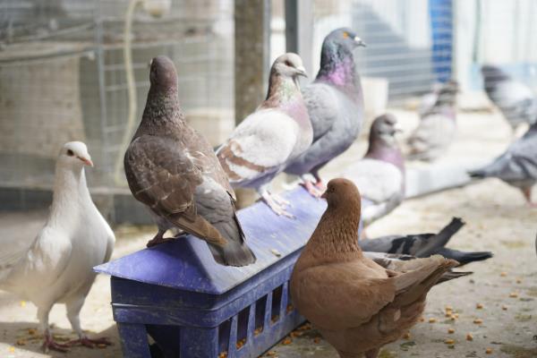 肉鸽的养殖技术，夏季每天更换3次饮用水