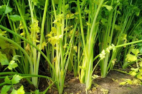 芹菜根部发红如何解决，出现肥害时要浇水稀释肥料