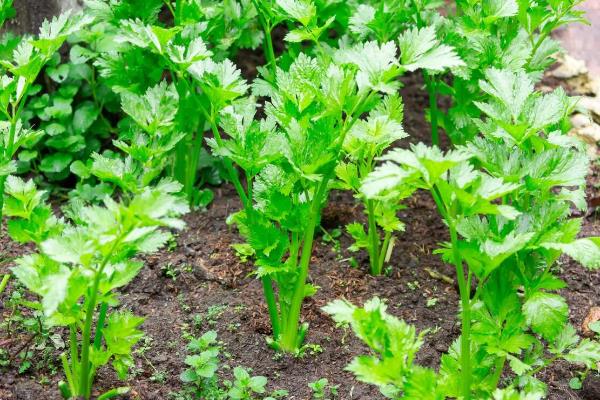 芹菜根部发红如何解决，出现肥害时要浇水稀释肥料