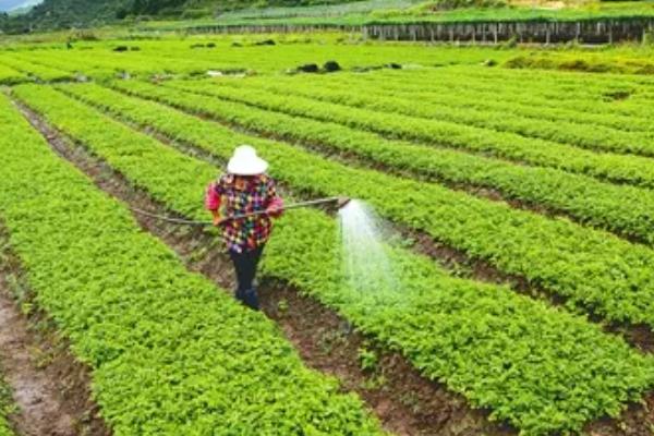 芹菜根部发红如何解决，出现肥害时要浇水稀释肥料