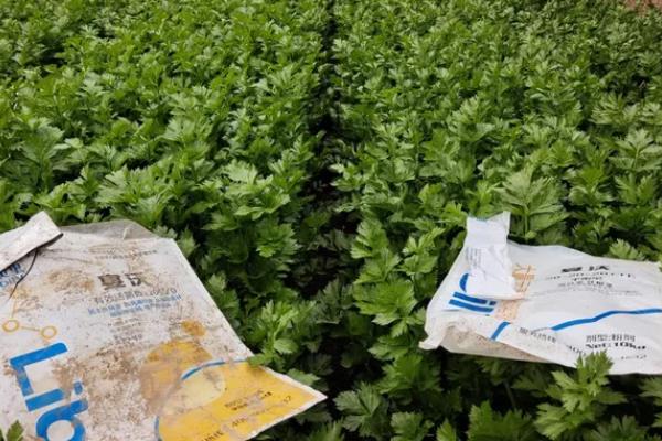 芹菜根部发红如何解决，出现肥害时要浇水稀释肥料