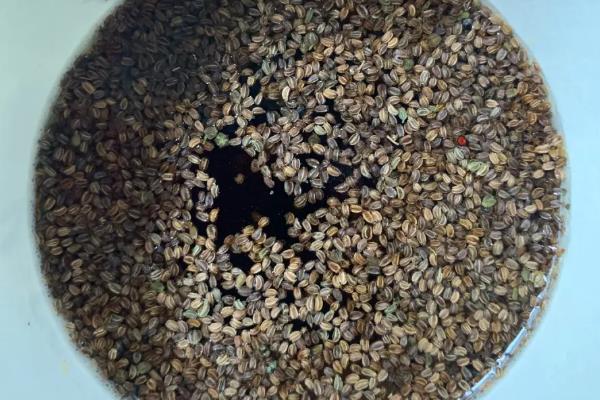 芹菜根部发红如何解决，出现肥害时要浇水稀释肥料