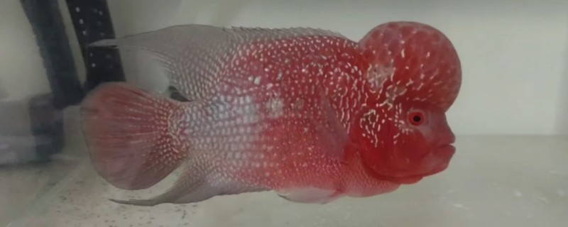 罗汉鱼的品种，分为金花系列、珍珠品系等