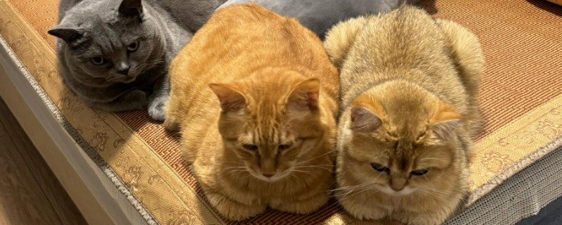 猫咪伤口化脓如何用药，清理伤口后再使用抗生素类药物控制感染