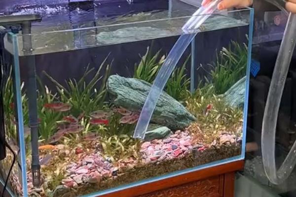 一条鱼发生白点病要不要全缸换水，无须全部换水但要对鱼缸和鱼儿消毒