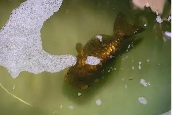 一条鱼发生白点病要不要全缸换水，无须全部换水但要对鱼缸和鱼儿消毒