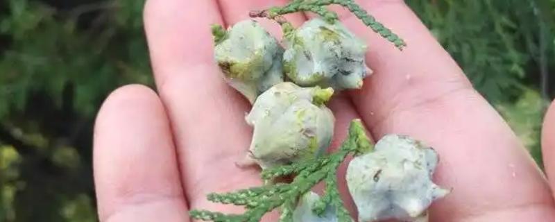 柏子是哪种植物的种子，柏树的果实内具有柏子