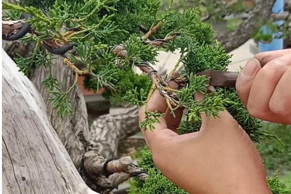 柏子是哪种植物的种子，柏树的果实内具有柏子