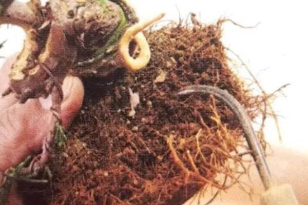 柏子是哪种植物的种子，柏树的果实内具有柏子