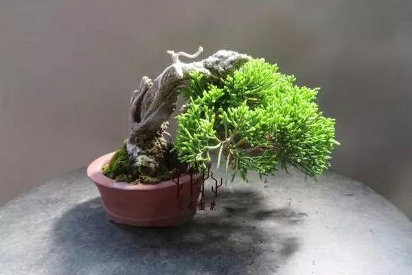 柏子是哪种植物的种子，柏树的果实内具有柏子
