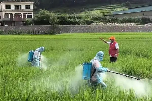 水稻的施肥技巧，心叶卷曲呈淡黄色时要追肥