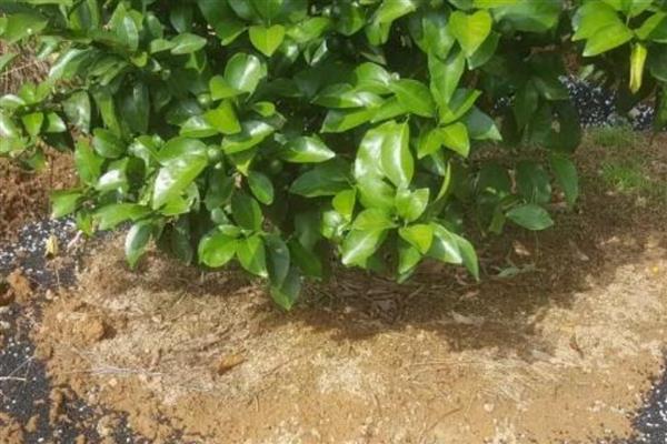 柑橘的施肥方式，春梢萌发前主施氮肥