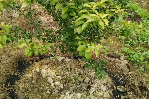 柑橘的施肥方式，春梢萌发前主施氮肥