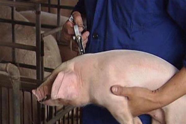 非洲猪瘟打针会退烧吗，通常会退烧