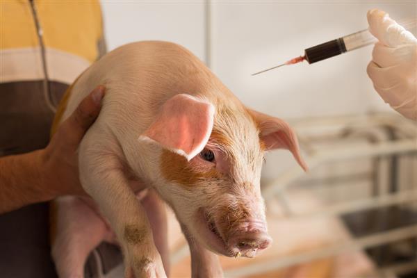 非洲猪瘟打针会退烧吗，通常会退烧