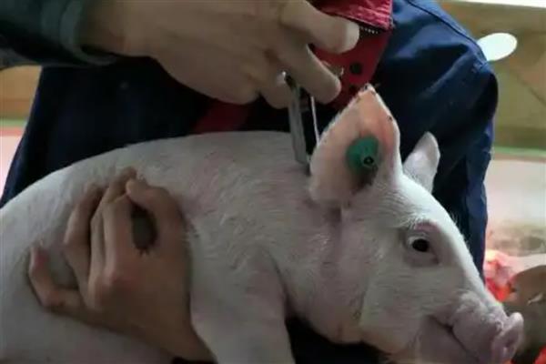 非洲猪瘟打针会退烧吗，通常会退烧