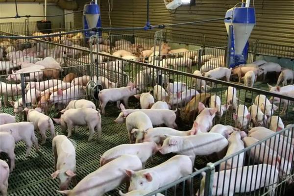 非洲猪瘟打针会退烧吗，通常会退烧