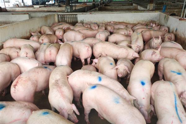 非洲猪瘟打针会退烧吗，通常会退烧