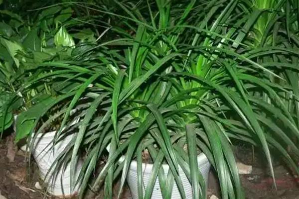 龙须兰的养殖方式,生长期每隔半个月追肥一次