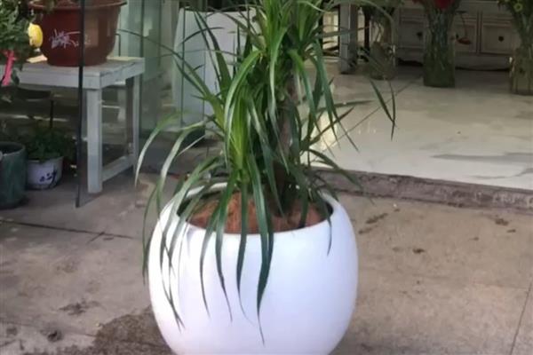 龙须兰的养殖方式,生长期每隔半个月追肥一次